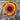 Blanket Flower - Flowers