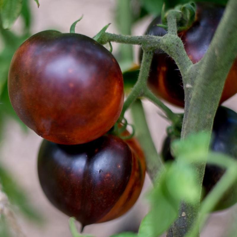 Blue Beauty Tomato (Organic 80 Days) – Pinetree Garden Seeds