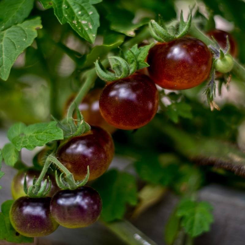 Blueberries Tomato (Organic 85 Days) - Vegetables