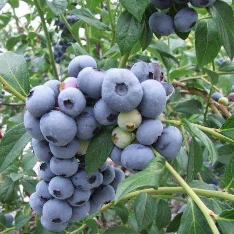 Blueberry 'Sunrise'
