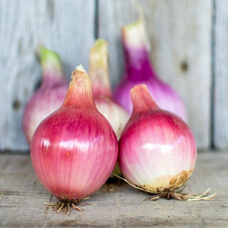 Blush Onion (F1 Hybrid 115 Days) - Vegetables