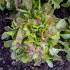 Blushed Butter Oak Lettuce (50 Days Organic) - Vegetables