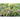 Blushed Butter Oak Lettuce (50 Days Organic) - Vegetables