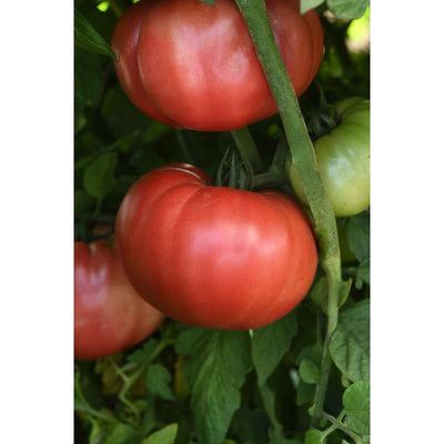 BlushingStar Tomato (F1 Hybrid 70-75 Days) - Vegetables