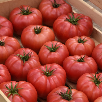 BlushingStar Tomato (F1 Hybrid 70-75 Days) - Vegetables