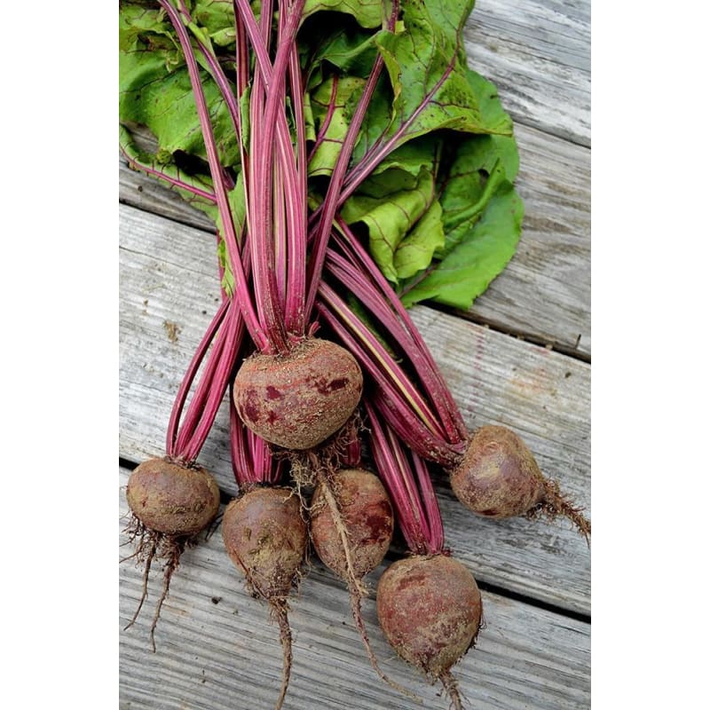 Boltardy Beet (46 Days) - Vegetables
