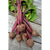 Boltardy Beet (46 Days) - Vegetables