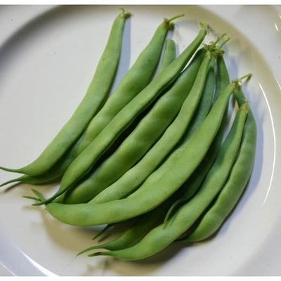 Bountiful Bush Bean (Heirloom 46 Days) - Vegetables