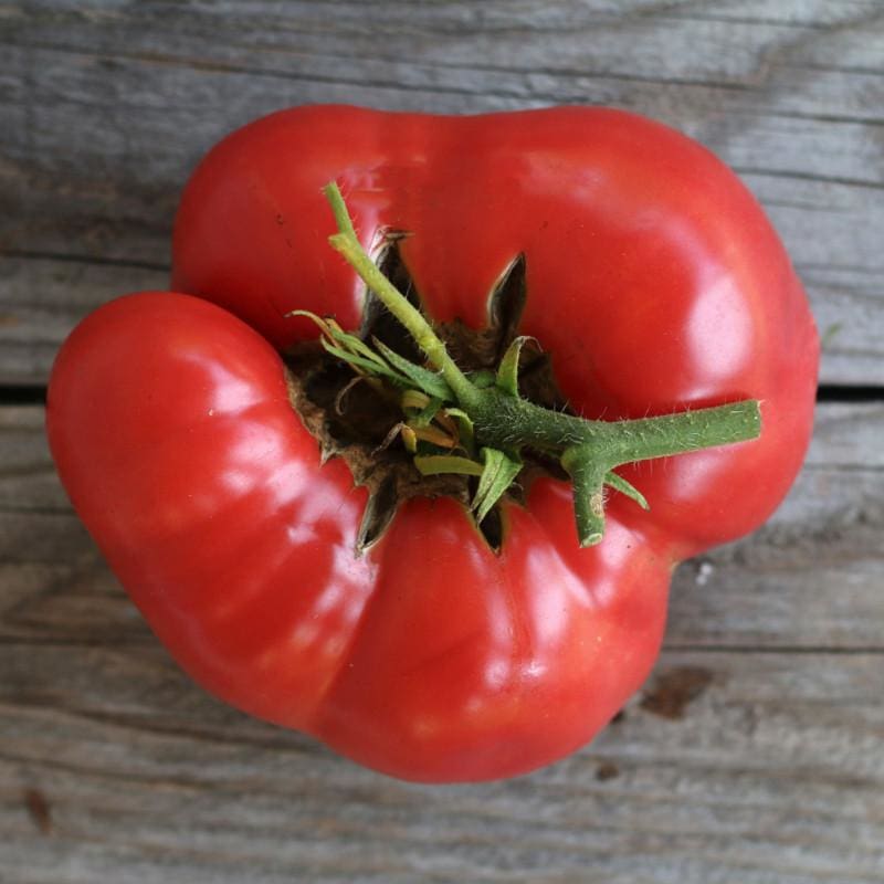 Brandywine Tomato (Heirloom 80 Days) – Pinetree Garden Seeds