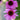 Bravado Echinacea - Flowers