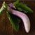 Bride Eggplant (F1 Hybrid 70 Days) - Vegetables