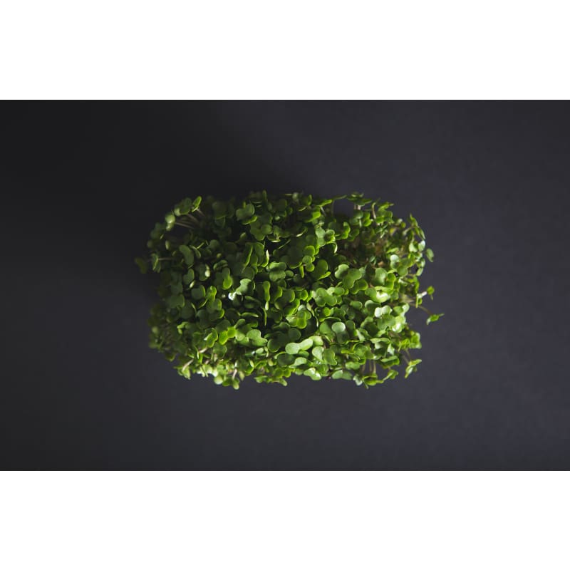 Broccoli Microgreens (1 Oz) - Vegetables