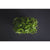 Broccoli Microgreens (1 Oz) - Vegetables