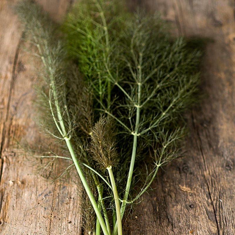 Bronze Fennel