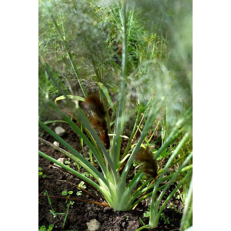 Bronze Fennel