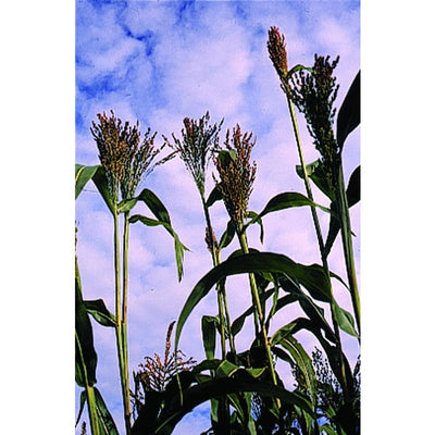 Broom Corn - Mixed - Flowers