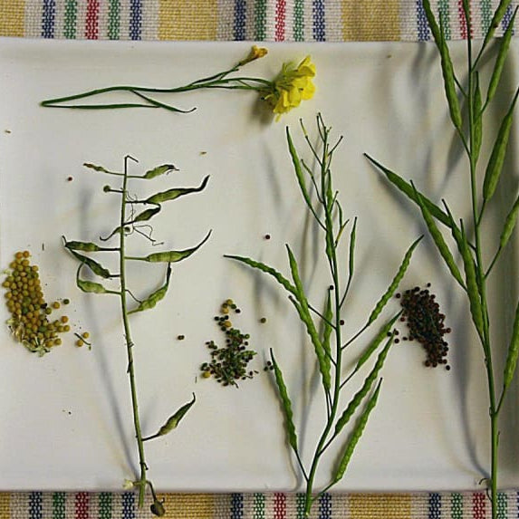 plant from mustard seed Brown Mustard – Pinetree Garden Seeds