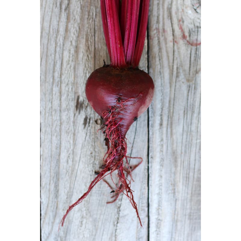 Bulls Blood Beet (Heirloom 50 Days)