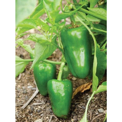 Buran Pepper (Heirloom 90 Days) - Vegetables