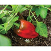 Buran Pepper (Heirloom 90 Days) - Vegetables