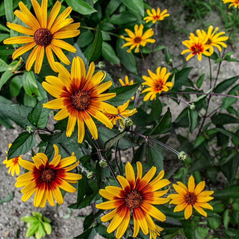 Burning Hearts Heliopsis - Flowers