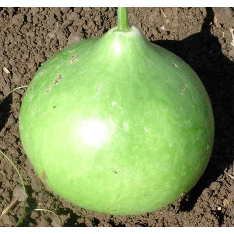 Bushel Gourd (120 Days) - Vegetables