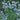 Busy Buzzy Pollinator Collection - Seed Collections