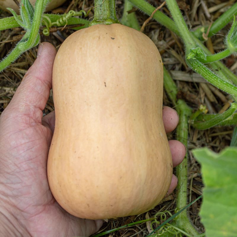 Butterbaby Butternut Winter Squash (F1 Hybrid 100 Days)