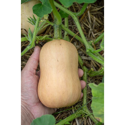 Butterbaby Butternut Winter Squash (F1 Hybrid 100 Days) - Vegetables