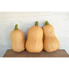 Butterbaby Butternut Winter Squash (F1 Hybrid 100 Days) - Vegetables
