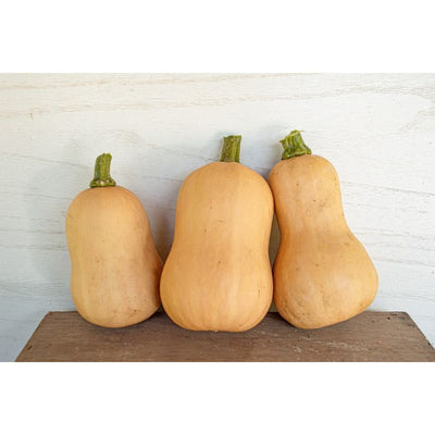 Butterbaby Butternut Winter Squash (F1 Hybrid 100 Days) - Vegetables