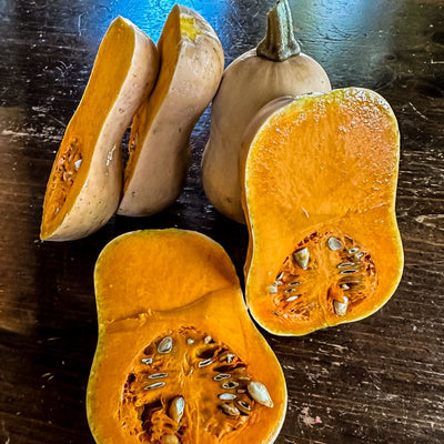 Butterbaby Butternut Winter Squash (F1 Hybrid 100 Days) - Vegetables