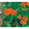 Butterfly Weed - Flowers