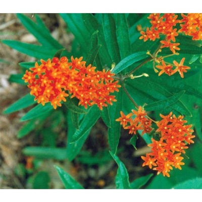 Butterfly Weed - Flowers