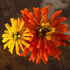 Cactus Flower Mix Zinnia - Flowers