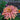 Cactus Flower Mix Zinnia - Flowers