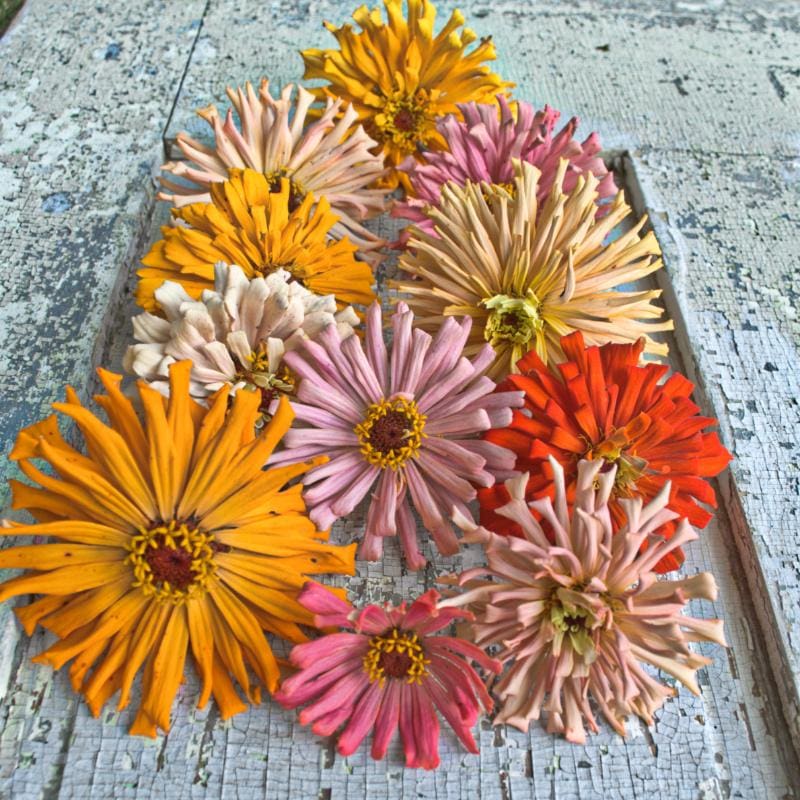 zinnia flower seeds Cactus Flower Mix Zinnia