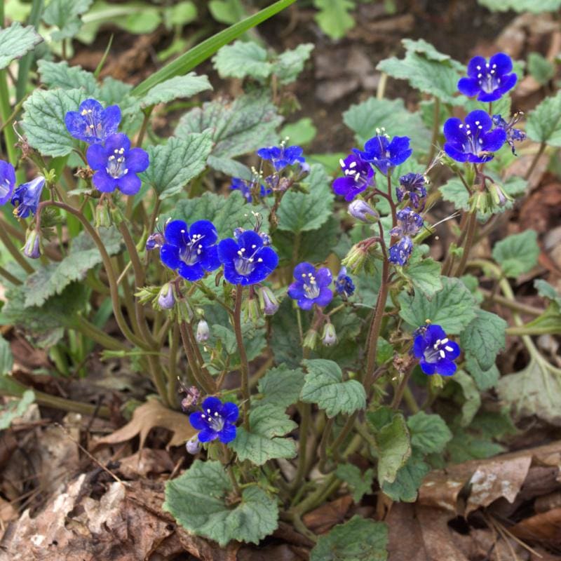 bluebell seeds from flower California Bluebells