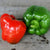 California Wonder Pepper (75 Days) - Vegetables