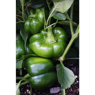 California Wonder Pepper (75 Days) - Vegetables