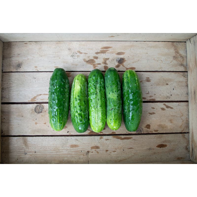 Calypso Cucumber (F1 Hybrid 50 Days) - Vegetables