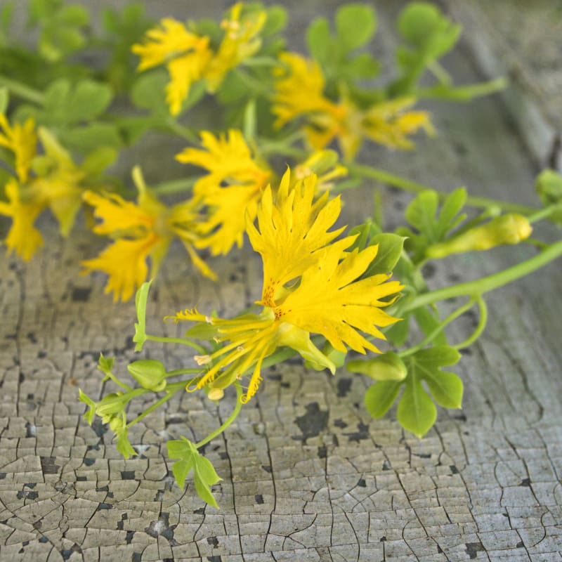 creeper plant seeds Canary Creeper