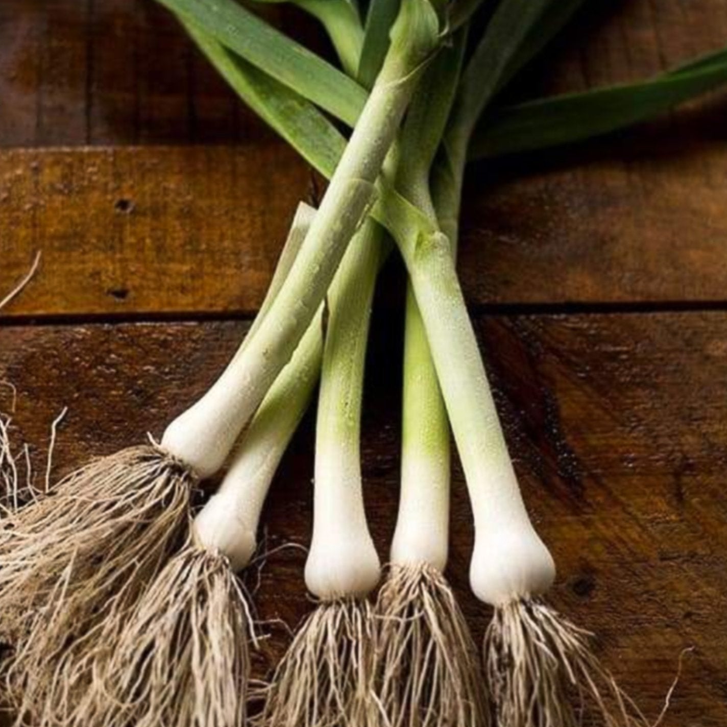 plant leeks from seed Carantan Leek (Heirloom 100 Days) – Pinetree Garden Seeds
