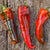 Carmen Pepper (F1 Hybrid 60-80 Days Organic) - Vegetables