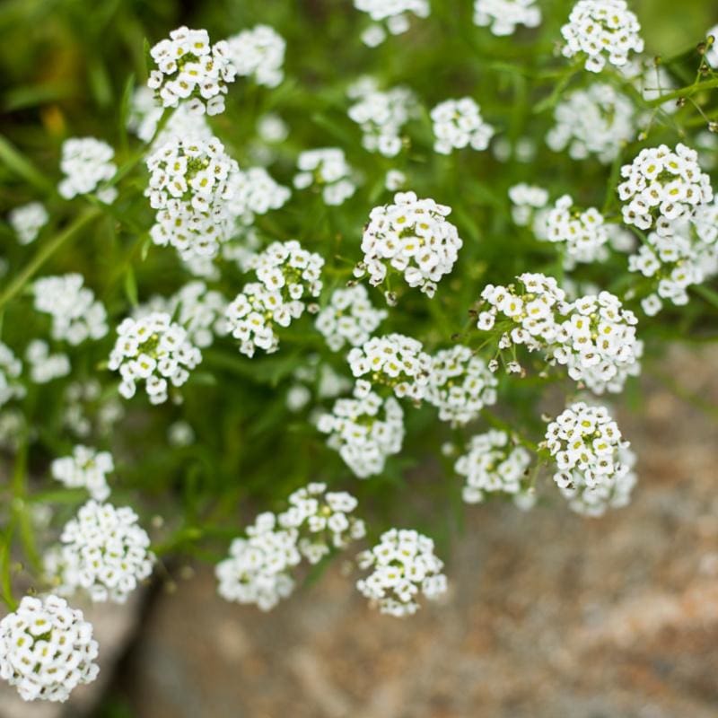 plant alyssum seeds Carpet of Snow Alyssum
