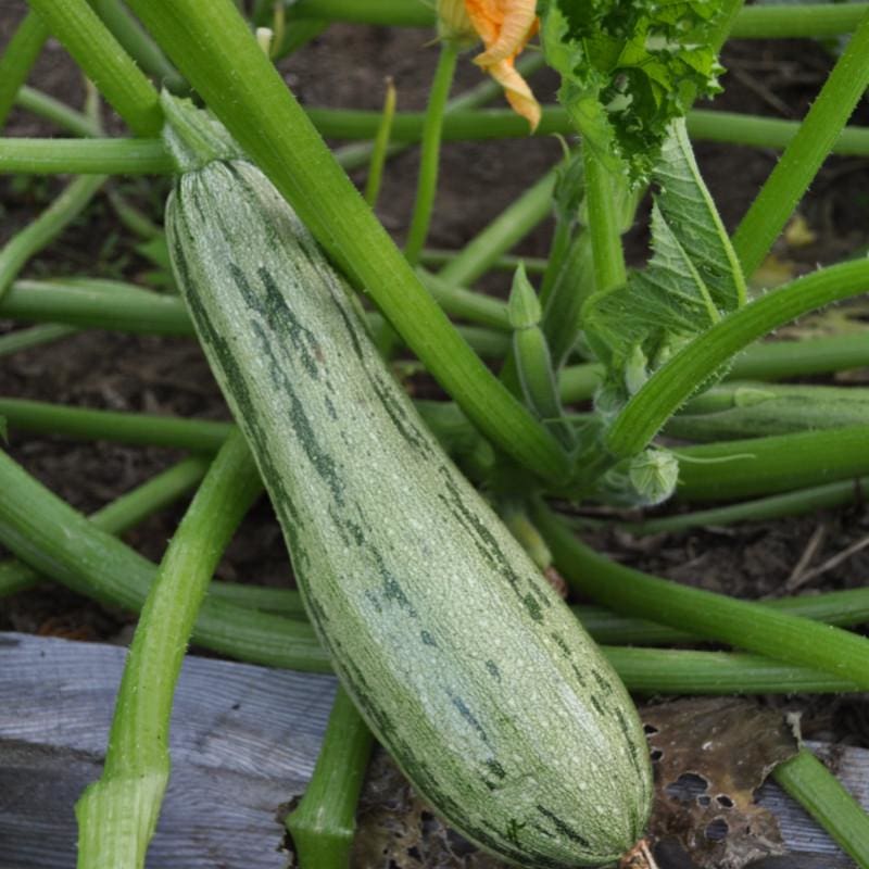 Caserta Summer Squash (58 Days) - Vegetables
