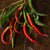 Cayenne-Long Pepper (Heirloom 70 Days) - Vegetables