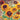 Cherokee Sunset Rudbeckia - Flowers