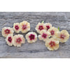 Cherry Caramel Phlox - Flowers