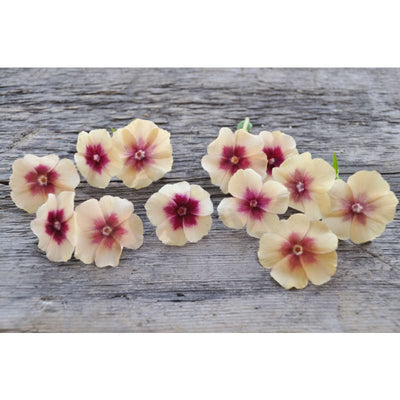 Cherry Caramel Phlox - Flowers